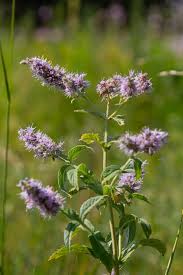 Attēlu rezultāti vaicājumam “Mentha longifolia flower”