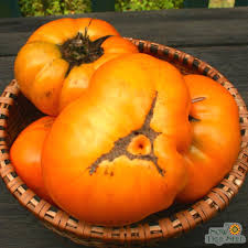 Afbeeldingsresultaat voor brandywine tomato