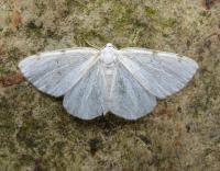 Attēlu rezultāti vaicājumam “Lomographa bimaculata”