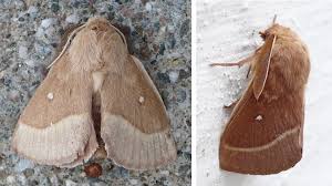 Attēlu rezultāti vaicājumam “Lasiocampa trifolii”