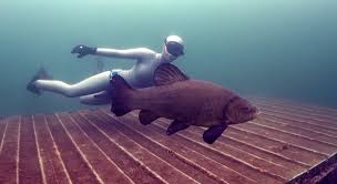 Image result for Notanx Freedive Club
