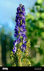 Image result for Aconitum napellus