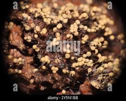 Attēlu rezultāti vaicājumam “Cribraria aurantiaca spores”