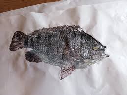 「魚拓」的圖片搜尋結果