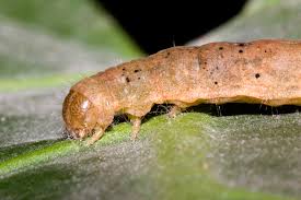 Attēlu rezultāti vaicājumam “Phlogophora meticulosa”