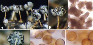 Attēlu rezultāti vaicājumam “Physarum bivalve spores”