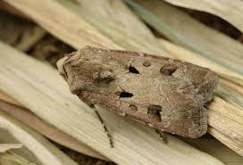 Attēlu rezultāti vaicājumam “Agrotis exclamationis”