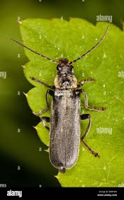 Attēlu rezultāti vaicājumam “Cantharis obscura”