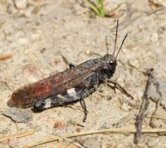 Attēlu rezultāti vaicājumam “Psophus stridulus”