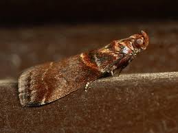 Attēlu rezultāti vaicājumam “Acrobasis advenella”