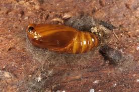 Attēlu rezultāti vaicājumam “Miltochrista miniata”