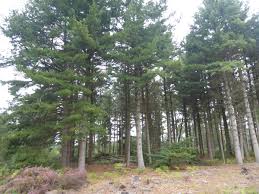 Attēlu rezultāti vaicājumam “Pinus peuce”