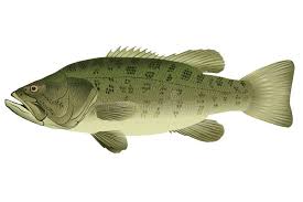 Image result for Micropterus salmoides