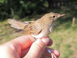 Image result for Locustella naevia