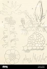 Attēlu rezultāti vaicājumam “Cephalozia connivens”