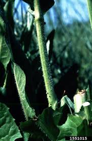 Attēlu rezultāti vaicājumam “Hemitrichia chrysospora young”