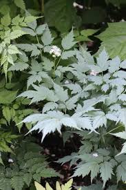 Image result for Christophskraut