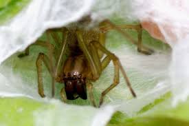 Attēlu rezultāti vaicājumam “Cheiracanthium sp.”