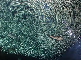 Image result for Clupea harengus