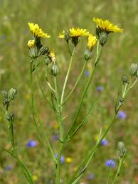 Attēlu rezultāti vaicājumam “Crepis tectorum flower”