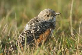 Image result for Monticola saxatilis