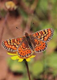 Attēlu rezultāti vaicājumam “Carterocephalus silvicolus underside”