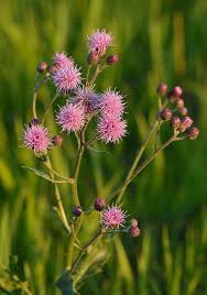 Attēlu rezultāti vaicājumam “Cirsium x rigens flower”