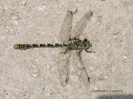 Attēlu rezultāti vaicājumam “Onychogomphus forcipatus”