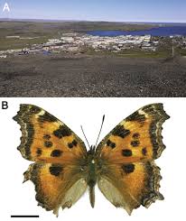 Attēlu rezultāti vaicājumam “Nymphalis xanthomelas”