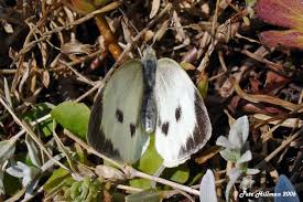 Attēlu rezultāti vaicājumam “Pieris brassicae female”