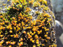 Attēlu rezultāti vaicājumam “Schistidium apocarpum”