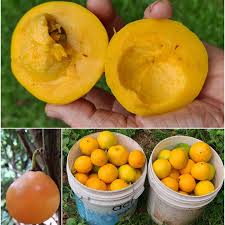 Attēlu rezultāti vaicājumam “Galium schultesii fruit”