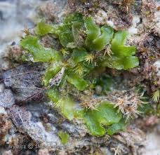 Attēlu rezultāti vaicājumam “Aneura pinguis”