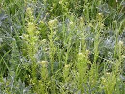 Attēlu rezultāti vaicājumam “Cardamine impatiens”