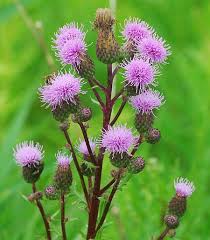 Attēlu rezultāti vaicājumam “Cirsium x rigens leaf”