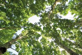 Attēlu rezultāti vaicājumam “Populus x gileadensis”