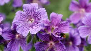 Image result for Storchschnäbel