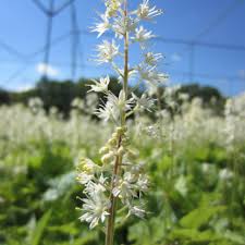 Attēlu rezultāti vaicājumam “Bayeriola thymicola”