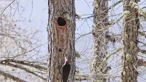 Attēlu rezultāti vaicājumam “Dryocopus martius nest”