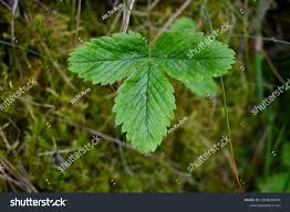 Attēlu rezultāti vaicājumam “Fragaria vesca leaf”