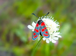 Attēlu rezultāti vaicājumam “Zygaena sp.”