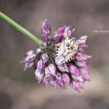 Attēlu rezultāti vaicājumam “Carpocoris sp. nymph”