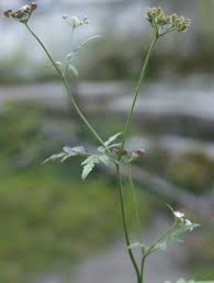 Attēlu rezultāti vaicājumam “Torilis japonica”
