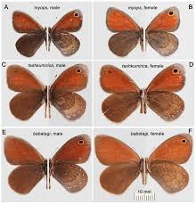 Attēlu rezultāti vaicājumam “Coenonympha glycerion underside”