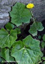 Attēlu rezultāti vaicājumam “Tussilago farfara leaf”
