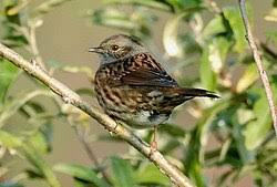 Attēlu rezultāti vaicājumam “Prunella modularis”