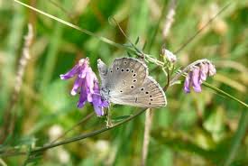 Attēlu rezultāti vaicājumam “Maculinea teleius underside”