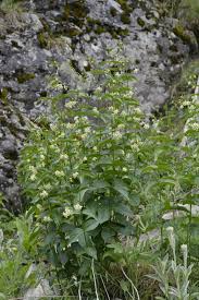 Attēlu rezultāti vaicājumam “Vincetoxicum hirundinaria”