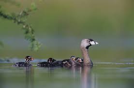 Image result for Podilymbus podiceps