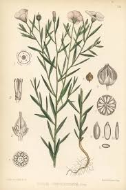 Image result for Linum usitatissimum